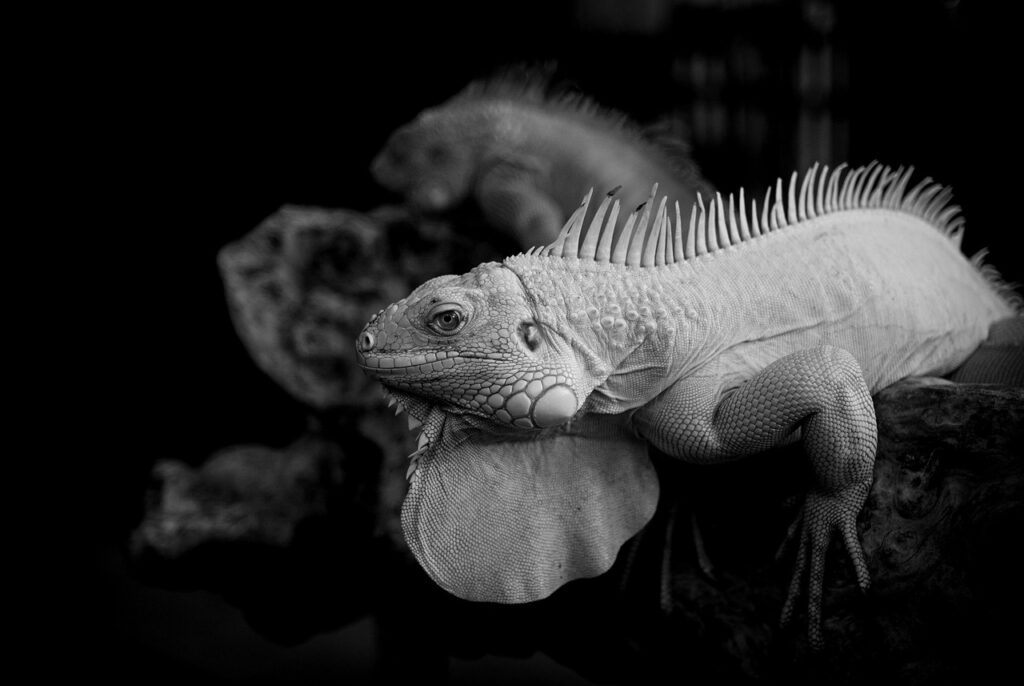 快眠とマインドフルネスを実現するおすすめガジェットは？