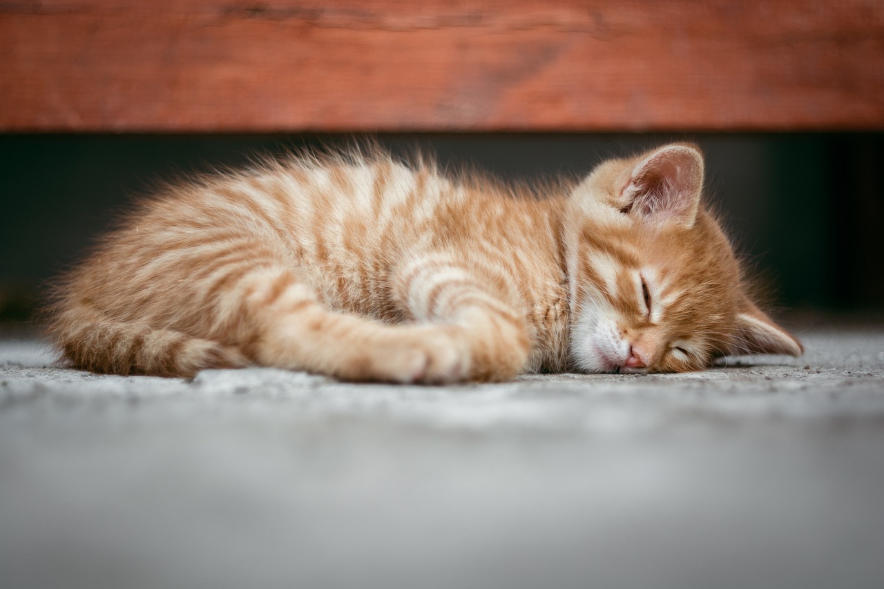 睡眠習慣改善デバイスの成功例にはどんなものがある？
