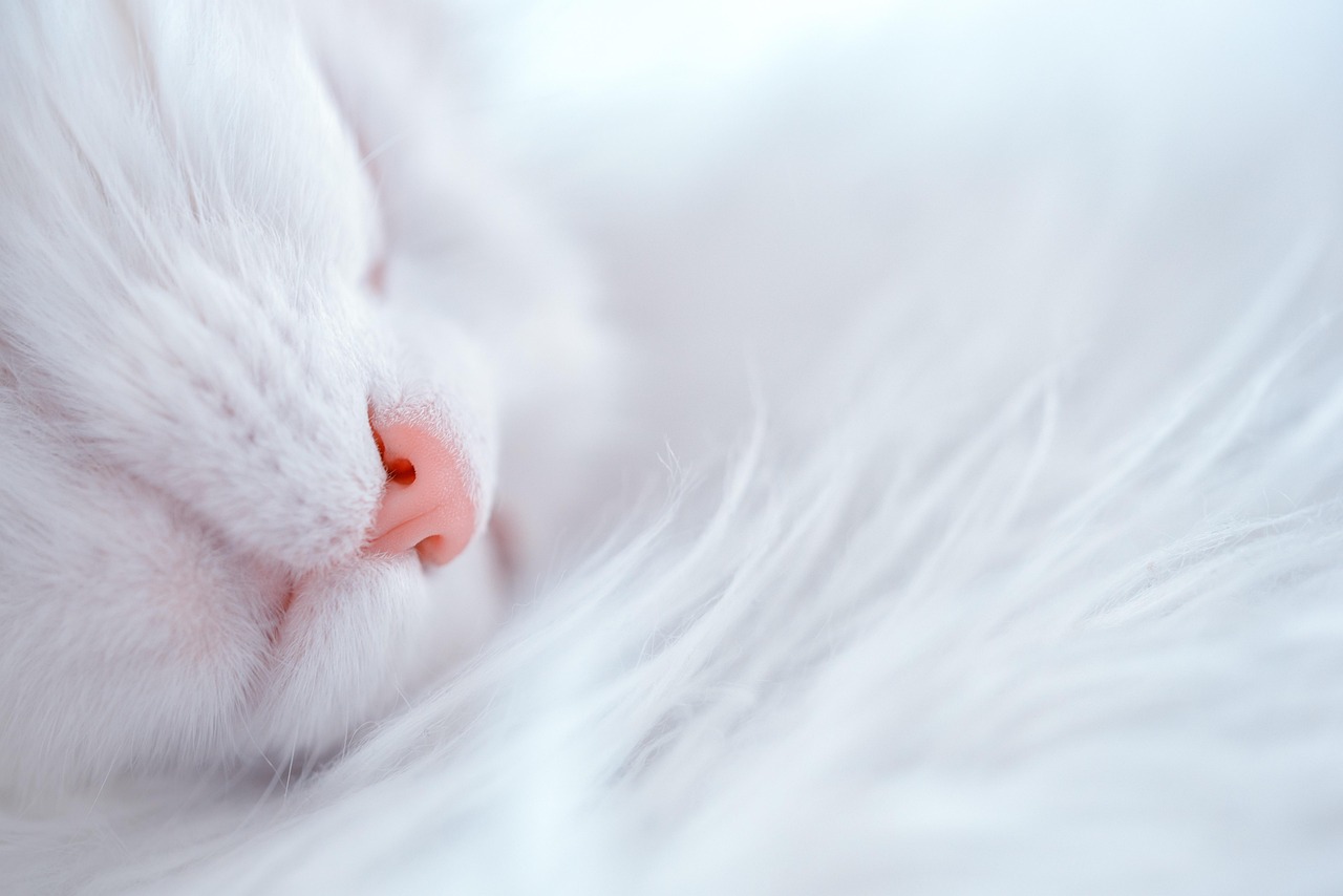 睡眠テックで富裕層に人気のデバイスとは？
