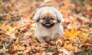 出張で快眠をサポートするおすすめグッズは？