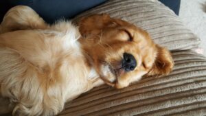 「黄金の90分睡眠は本当に効果的？その真相を解説！」
