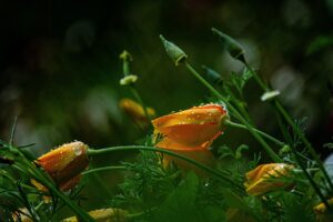 グリシンがもたらす睡眠の効果とは？