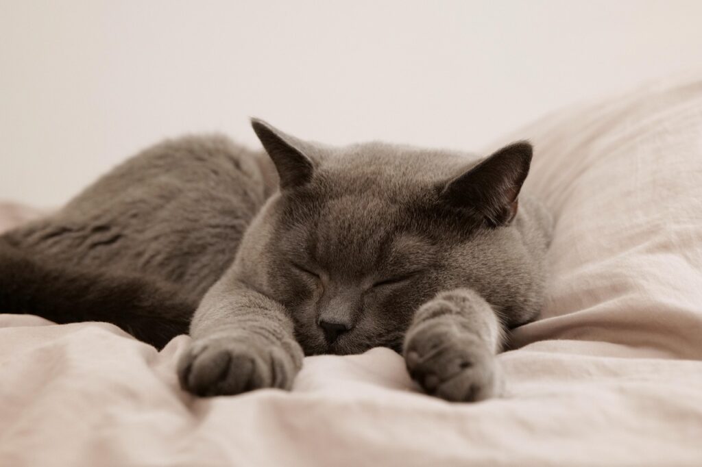 レム睡眠とは何か、知っておくべき基本とその重要性は？