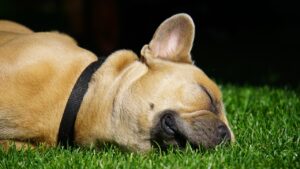 睡眠の質をチェックするアプリは本当に効果的？