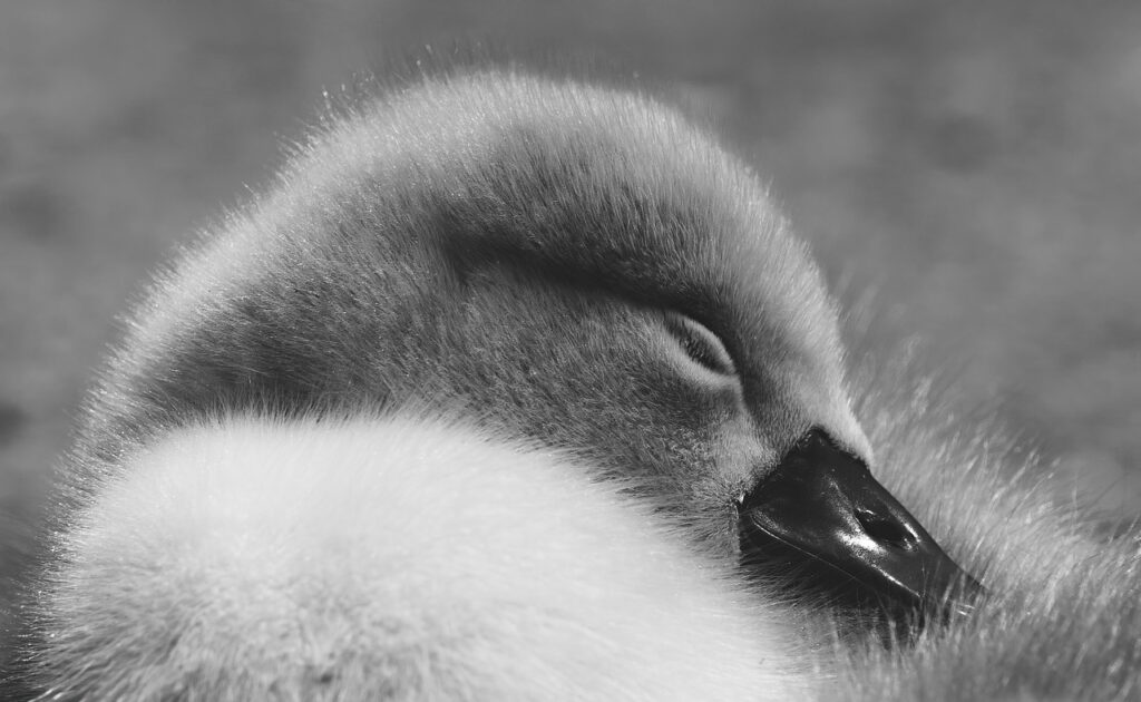 耳栓で快適な睡眠を得るためのおすすめランキングは？